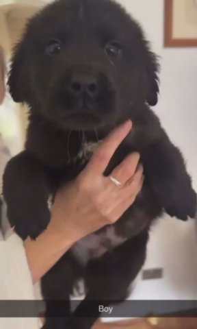 Chow Chow X Spaniel in Stevenage