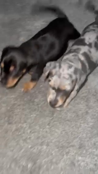 Staffy X Dachshund Pups For Sale in Carlisle