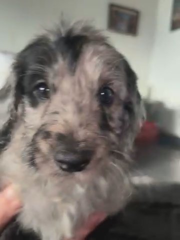 4 Male Cockerpoo Puppies Ready To Leave in London
