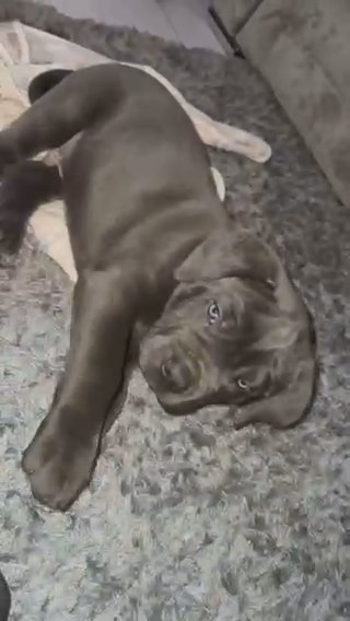 CANE CORSO PUPS 2 Males in London