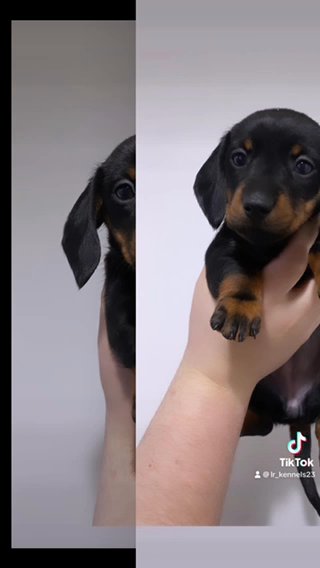 Miniature Dachshnds in Liverpool