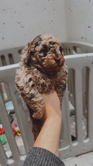 Merle Chocolate Health Tested toy Poodle Girl in Hertfordshire