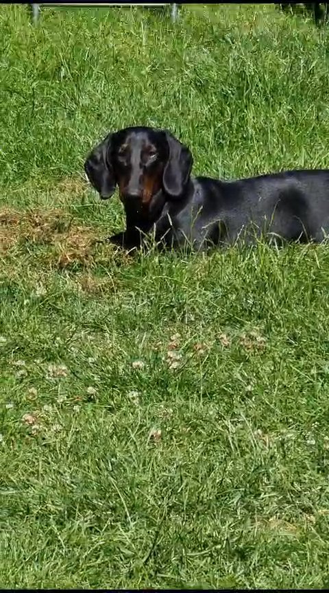 standard dachshund puppies show quality in Purbeck