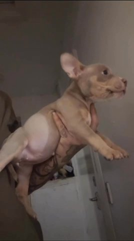 Pocket Bully in Cambridge
