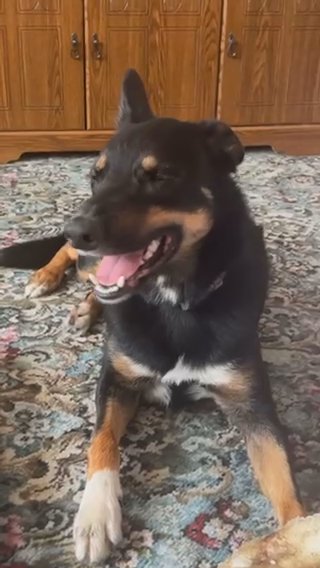 Kenzo Is Looking For His Forever Home in Tameside
