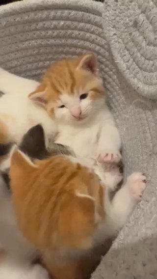 Ready To Go. Orange Tabby Cat in London