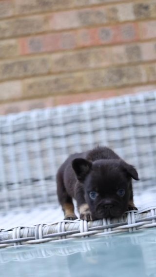 French Bulldog in London