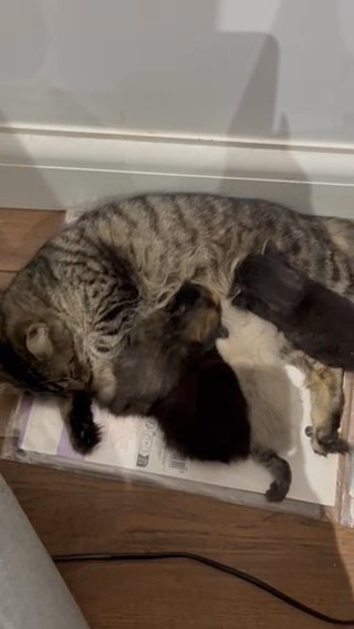 Ragdoll Cross Kittens in Harlow