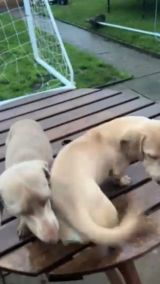 Miniature Dachshund Cream And Isabella For Stud in Walsall