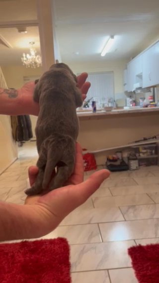 Cane Corso Puppies in London