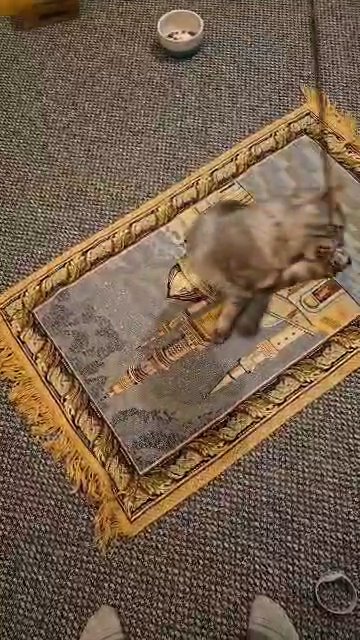 siberian kitten in North West Leicestershire
