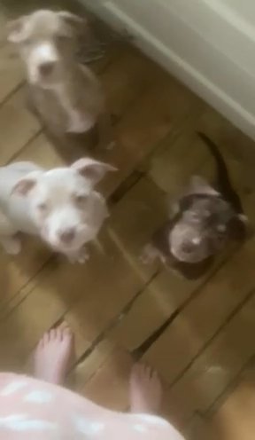 Pocket Bullies X in Sandwell
