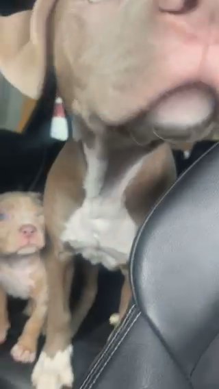Cane Corso X Staffy Puppy in London