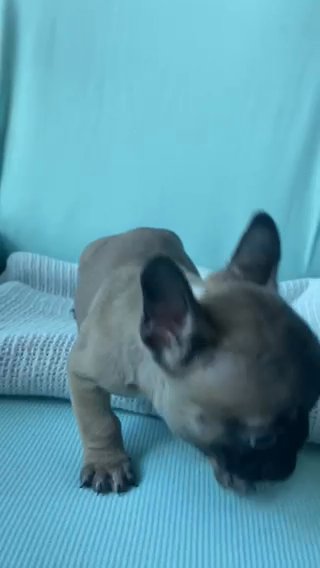 Aged 10 Weeks Blond/ Brown, Black Tint, White French Bulldog in Chichester