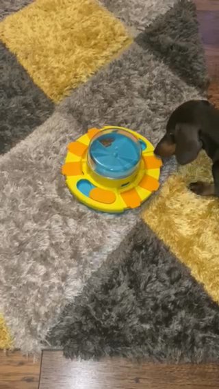 Dachshund in London