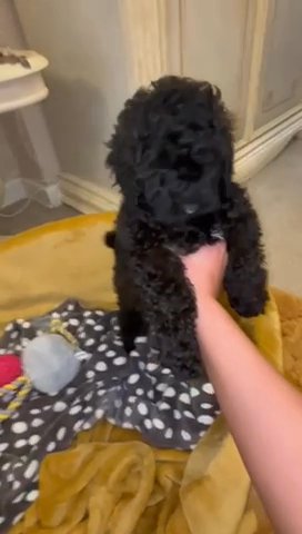 Black & Chocolate Male Toy Poodle in South Staffordshire
