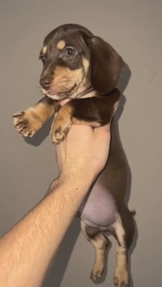 Miniature Dachshund in Liverpool