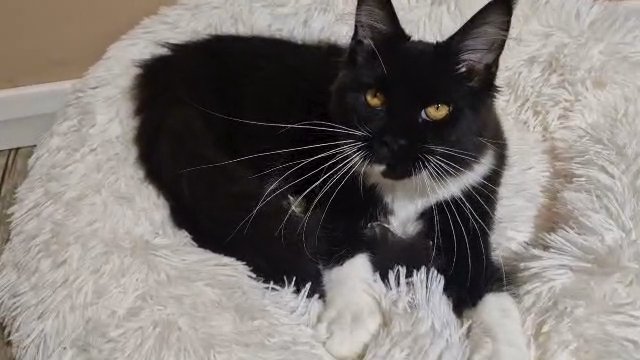 Zara maine coon in Doncaster
