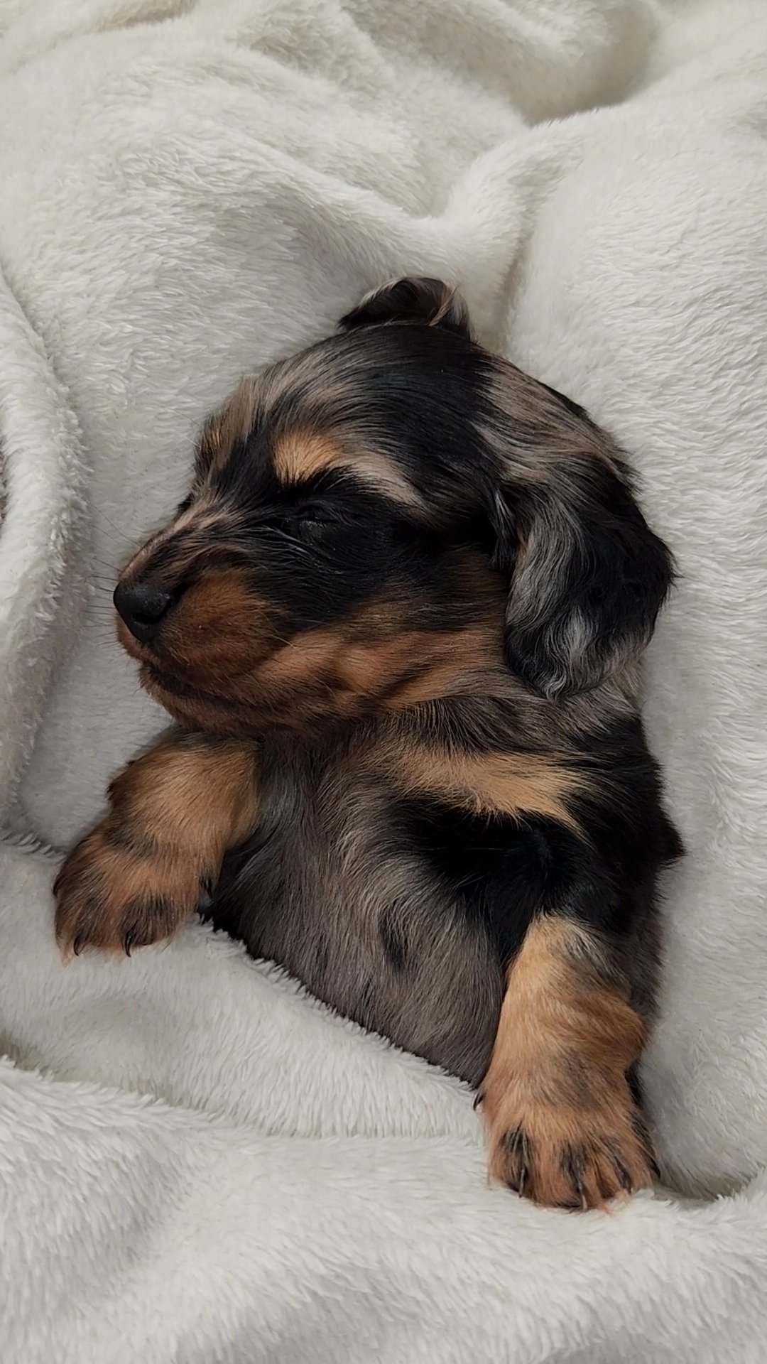 kennel club long hair miniature Dachshunds in Manchester