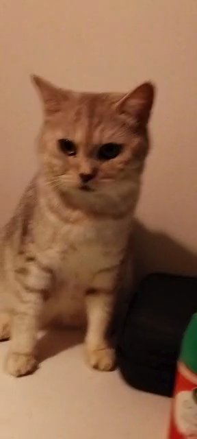 Pedigree Persian Queen in Cardiff