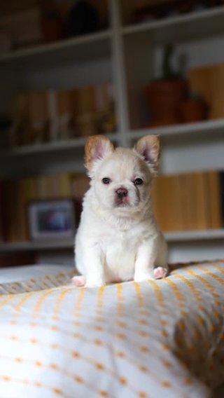 BEAUTIFUL FRENCH BULLDOG PUPPY LOOKING FOR HER FOREVER HOME!! in Birmingham