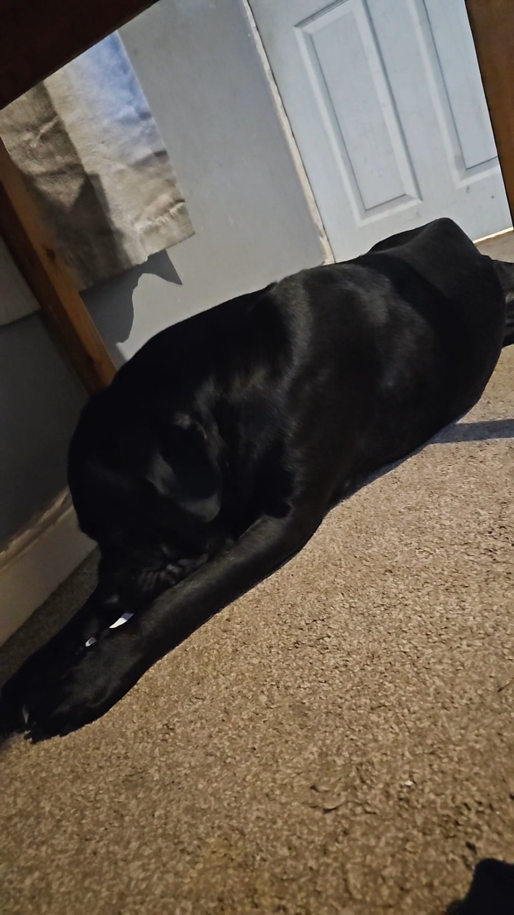 Cane Corso in South Holland
