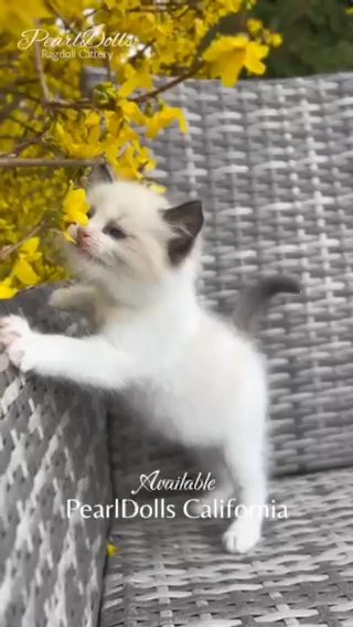 Seal Bicolour Ragdoll Girl • PearlDolls California in Lincoln