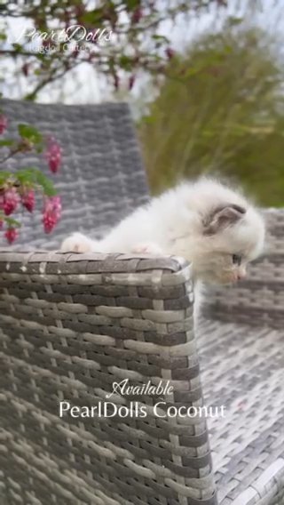 Seal Tabby Bicolour Boy • PearlDolls Coconut? in Lincoln