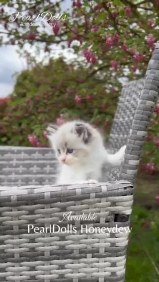 Seal Tabby Bicolour Ragdoll Girl • PearlDolls Honeydew in Lincoln