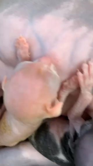Sell Bambino and Sphynx Kittens in Edinburgh