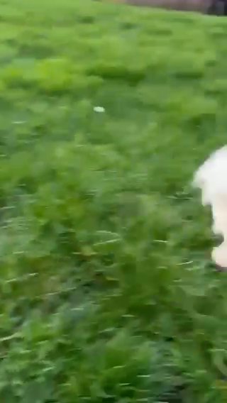 KC ???Champions Ln Pomeranian puppy in London
