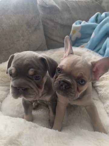 14 Week Old French Bulldogs Girl in London