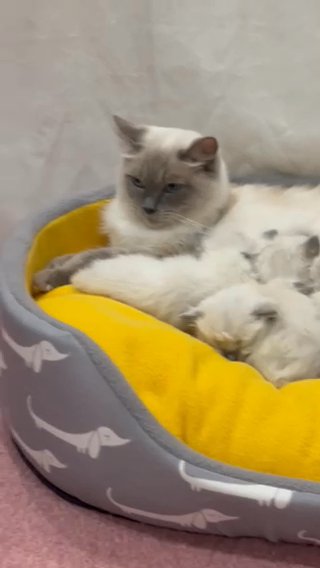 FOR STUD SERVICES RAGDOLL BLUE MITTED CHUNKY MALE in Kirklees
