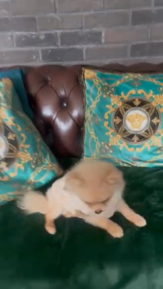 Xxs ???Kc Teddy ?Bear Pomeranian boy in London
