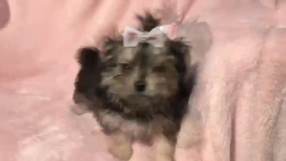 XXXXXS Blue Black & Tan Tricolour Micro Tiny Teacup Maltese X Chihuahua Malchi Puppy in East Lindsey