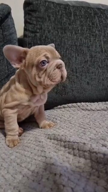 Beautiful Frenchie Pups Available in Birmingham