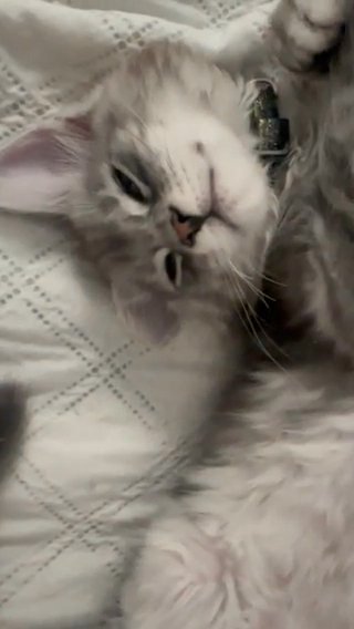 Xmas Miracle Maine coon babies in London