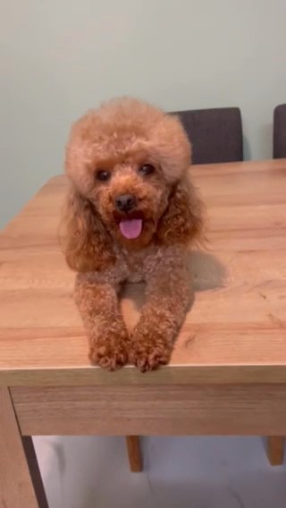 Russian Import Champion Lines Toy Poodle in Dudley