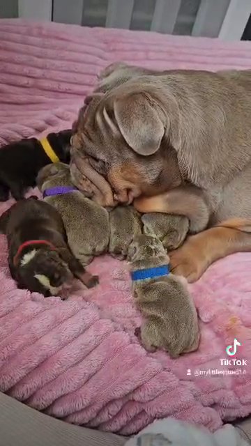 English Bulldog Babys in Birmingham