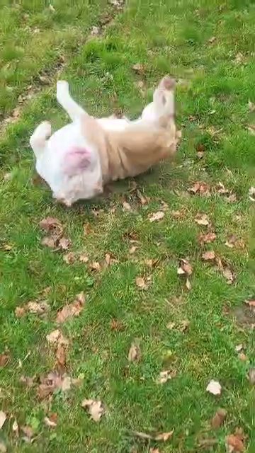Exotic English Bulldogs Coming Soon in Birmingham