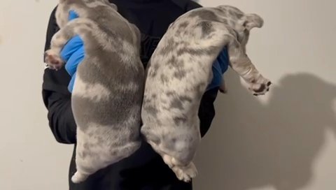 Frenchie Puppies in Hastings