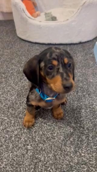 Dachshund For Stud (NOT FOR SALE) in London