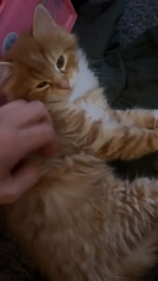 Kittens in Nottingham