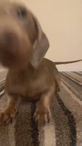 Miniture Dachound in Wolverhampton