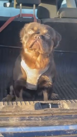 Full Fluff Testable Carrier French Bulldog Stud in Lincoln