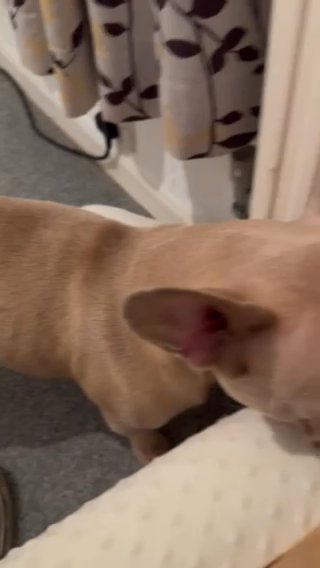 French Bulldog Puppy in London