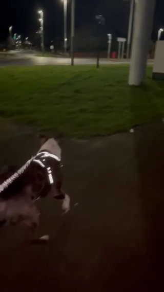 9 Month Old Staffordshire Bullterrier (Bailey) in Darlington