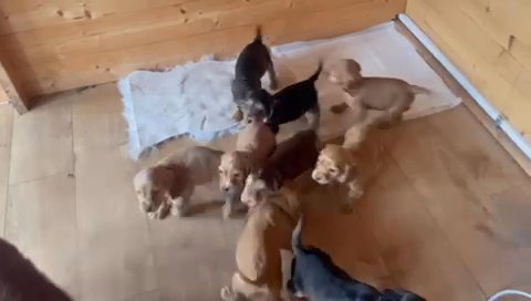 9 Shower Cocker Spaniel Puppies in Kent