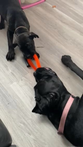 Canecorso in London