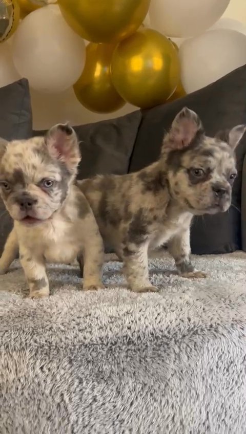 fluffy french bulldog puppies in Birmingham